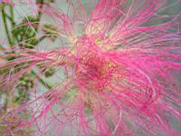 Arbre a soie, Albizia julibrissin (fam Legumineuses), Fleur (Photo F. Mrugala) (3)